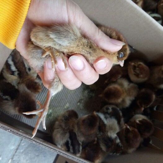 南宁青脚土鸡苗 公