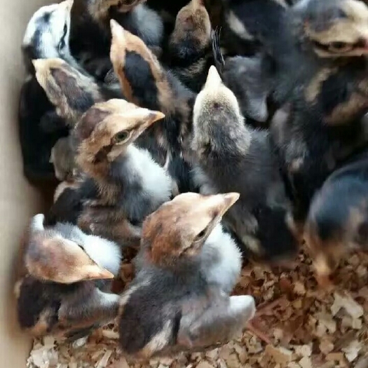 南宁斗鸡苗 统货