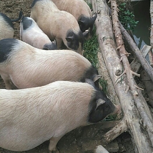 巴马香猪  带仔母猪，种猪，公猪