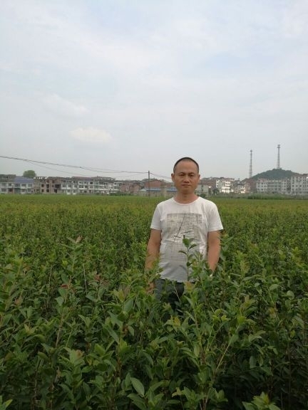 攸县湘林系列