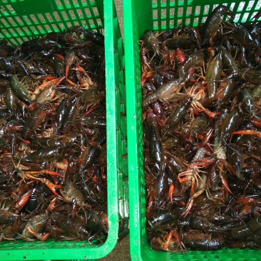 潜江市清水小龙虾中青3.5-5.5