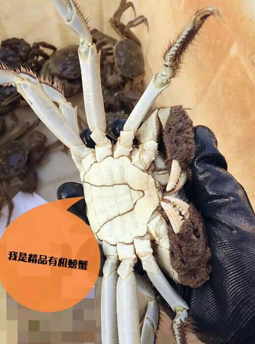 宣城 水阳大闸蟹
