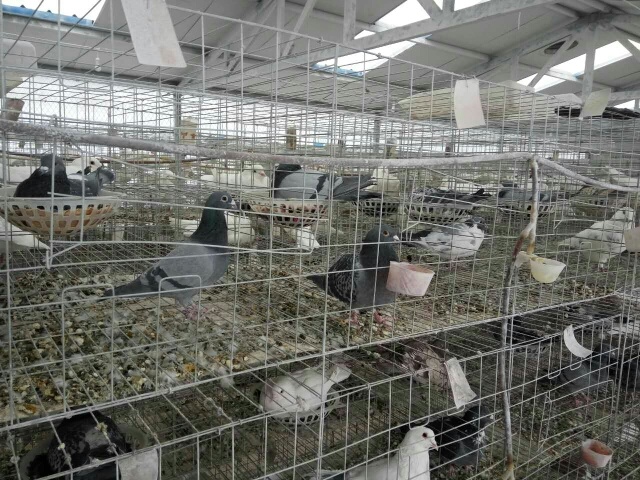 河间市瓦灰肉鸽