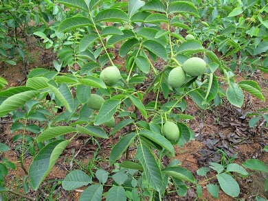简阳市川早核桃苗 当年挂果，果皮薄，果心大，口感好，保证品种，现挖现发免费包邮