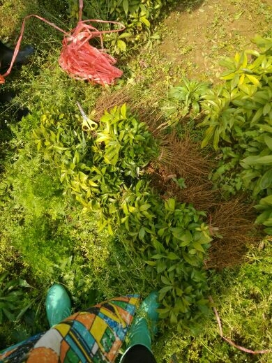 桂林金丝楠木