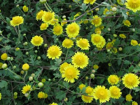 沭阳县野菊花种子
