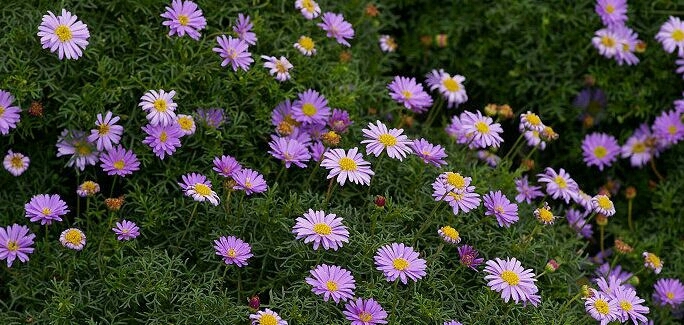 菊花种子