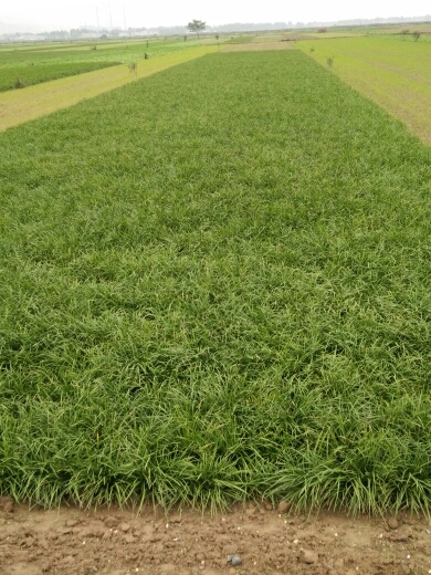 襄樊麦冬草 