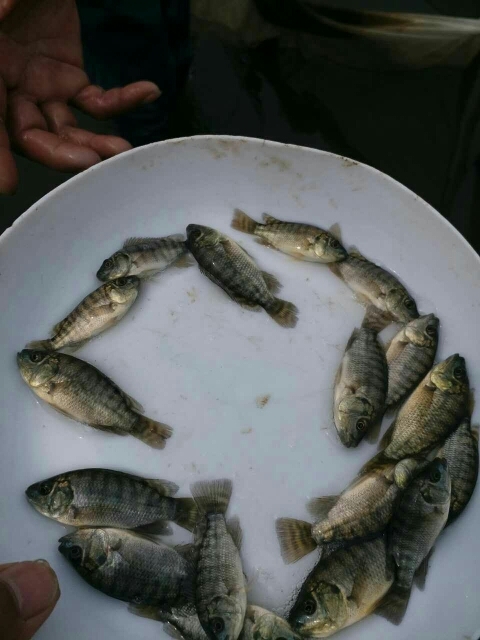 广州罗非鱼苗 