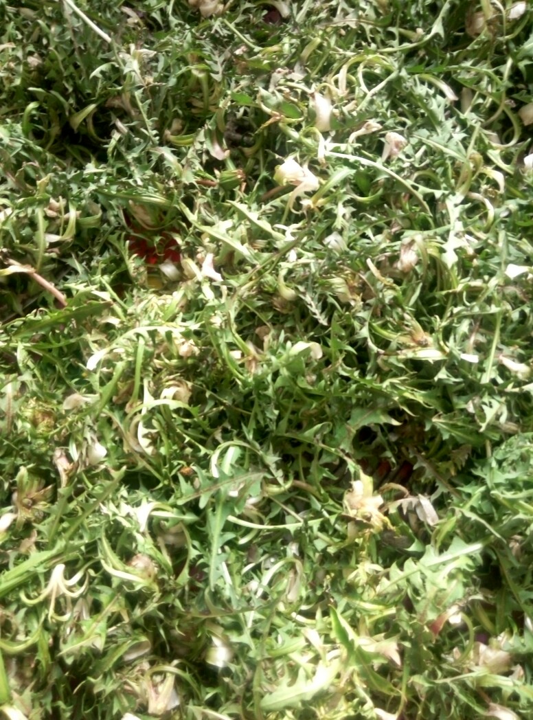 蒲公英叶 蒲公英