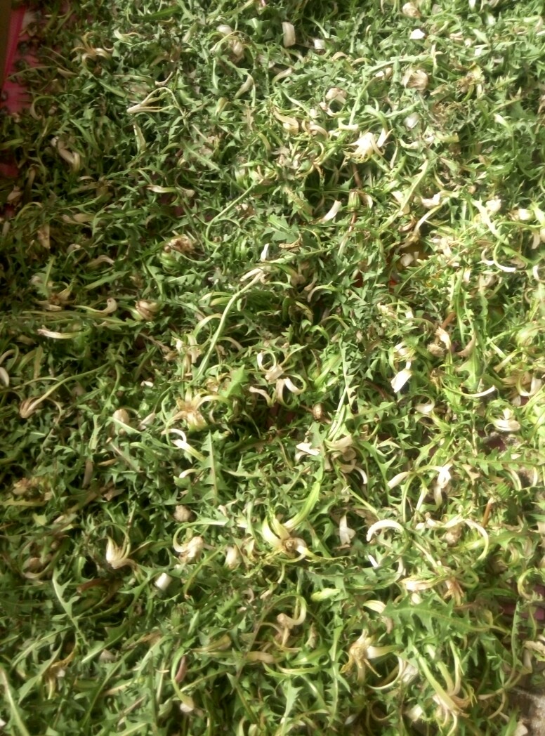 蒲公英叶 蒲公英