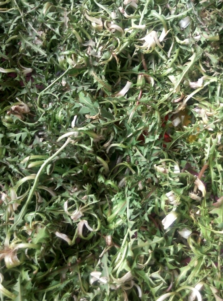 蒲公英叶 蒲公英