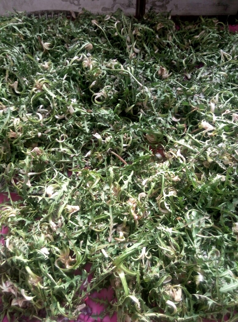 蒲公英叶 蒲公英