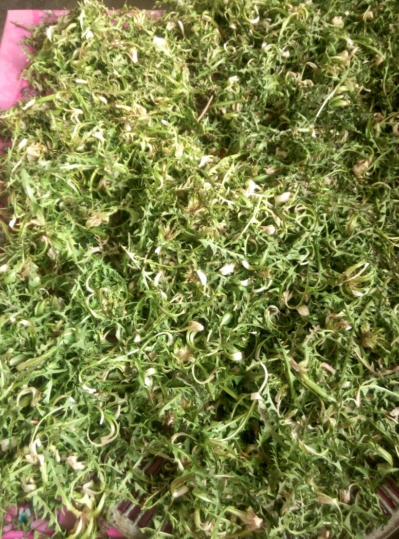 蒲公英叶 蒲公英