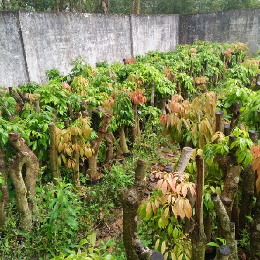 灵山县桂味荔枝苗 