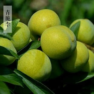 简阳市青脆李苗 保证品种，口感甜度高，脱骨，个头大，现挖现发，免费
