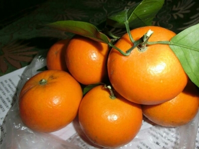 简阳市沃柑苗，保证品种，果子皮薄，口感甜，产量高，现挖现发免费包邮