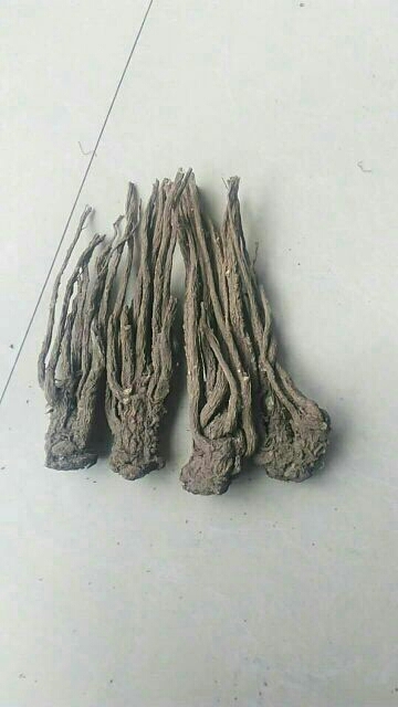 渭源县岷当归