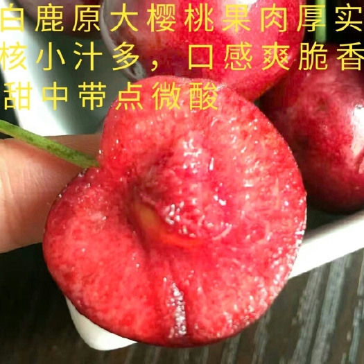 西安红灯樱桃 20mm以上 8-12g