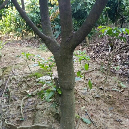 灵山县无核黄皮果苗
