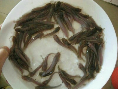 广州塘鲺苗