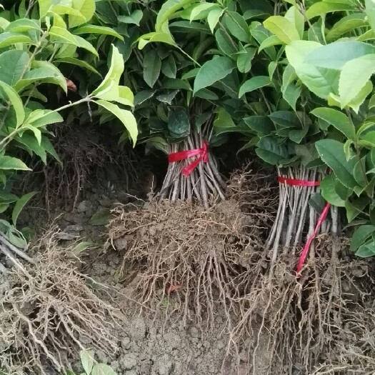 郴州 四季桂