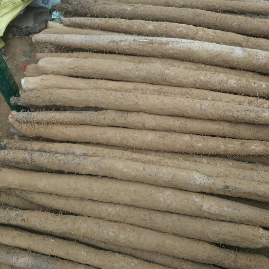 阳春市竹篙薯山药 70~90cm