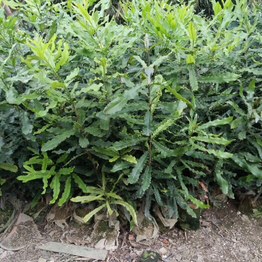 灵山县坚果树苗
