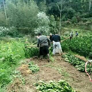 秀山纽荷尔脐橙苗  重庆市秀山县石堤镇高桥村的脐橙苗，无病害