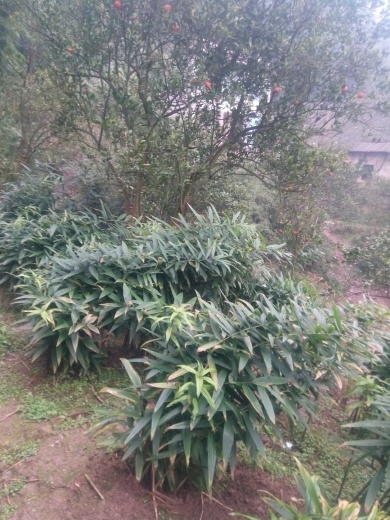 黄精种苗 产地直销多花姜型甜黄精，统货，选货，块茎，芽头，苗子，种子。
