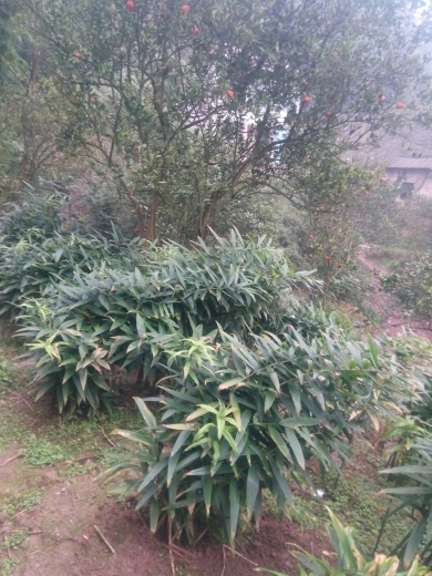 重庆市黄精种苗 产地直销多花姜型甜黄精，统货，选货，块茎，芽头，苗子，种子。