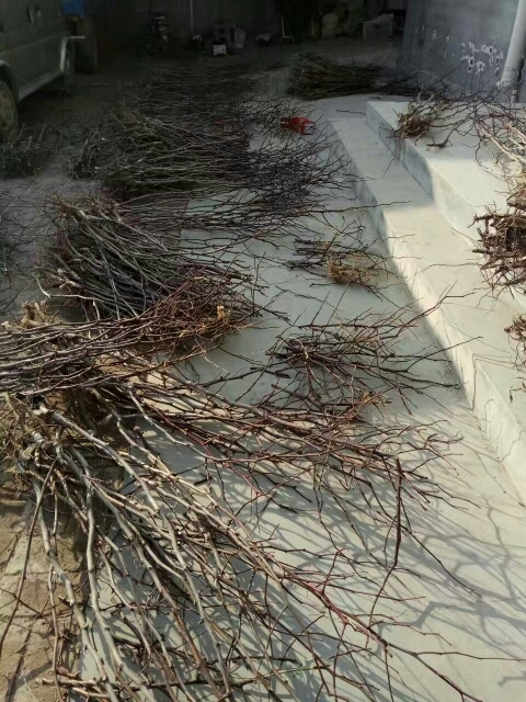 泰安冬枣树苗