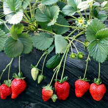 泰安红颜草莓苗 地栽苗 10~20公分 