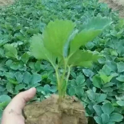 泰安批发红颜草莓苗根系发达