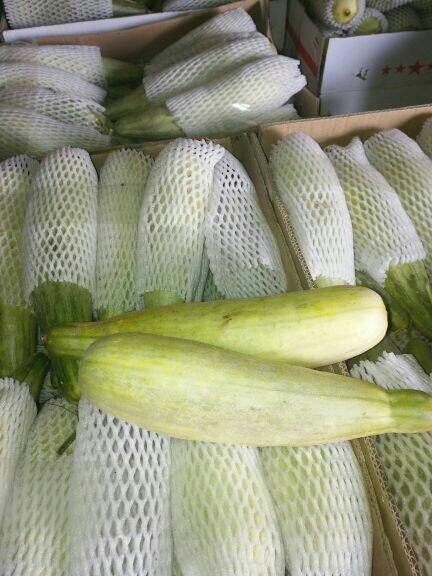 济南羊角蜜 0.5斤以上