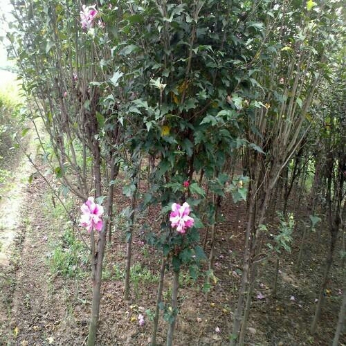 泰安 红花木槿，产地批发