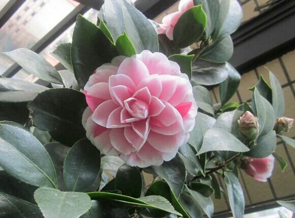 沭阳县赤丹 20~30cm