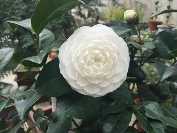 沭阳县东方亮茶花 30~50cm