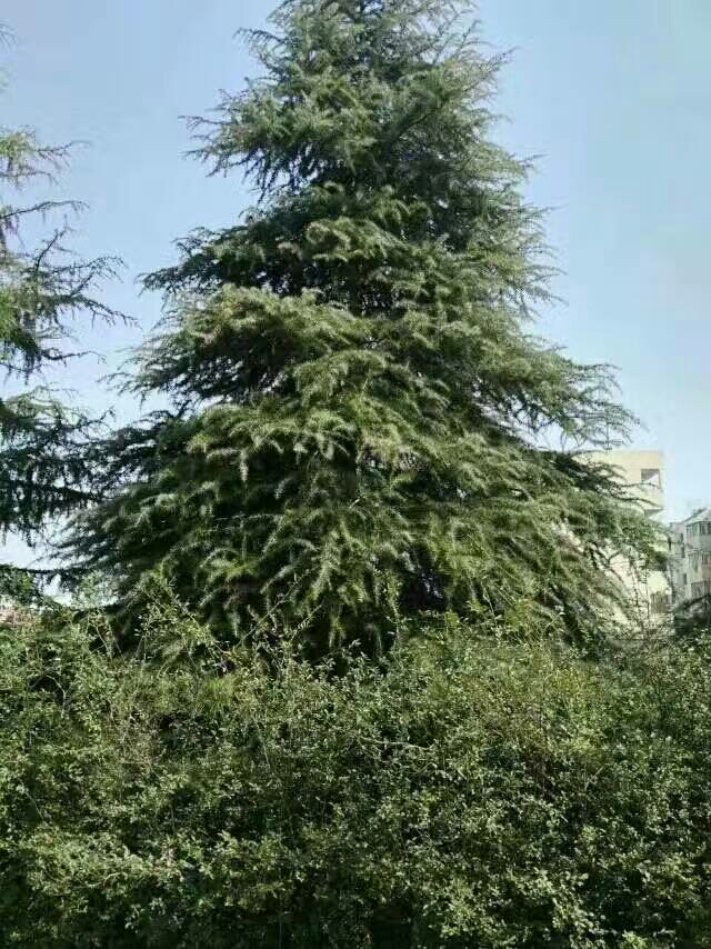 喜马拉雅雪松  河南雪松直销一手货源