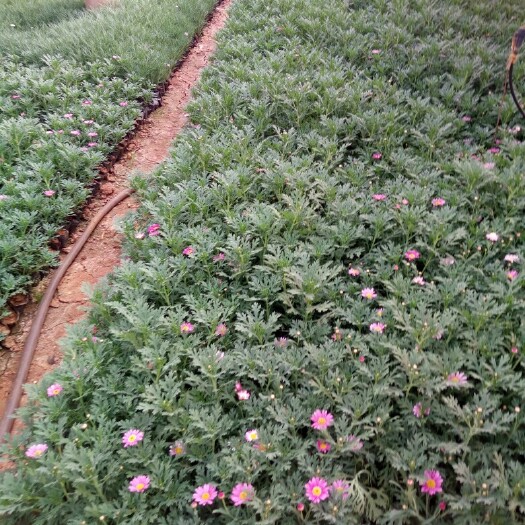 宜良县蓬蒿菊苗  云南昆明地区玛格丽特小苗批发