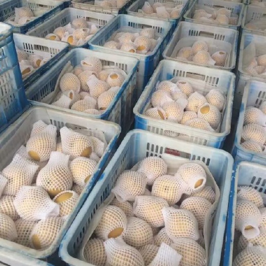 冠县丰水梨 350-400g 85mm以上