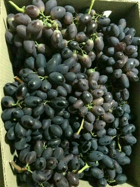 泰安夏黑葡萄苗