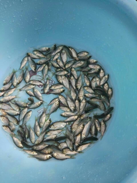 广州鲫鱼苗