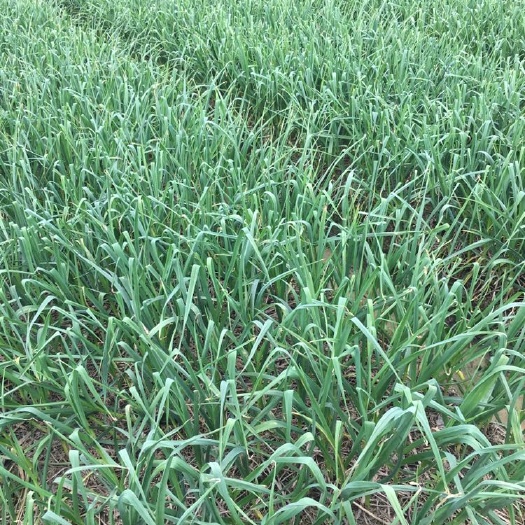 博白县红根蒜苗 70 - 80cm
