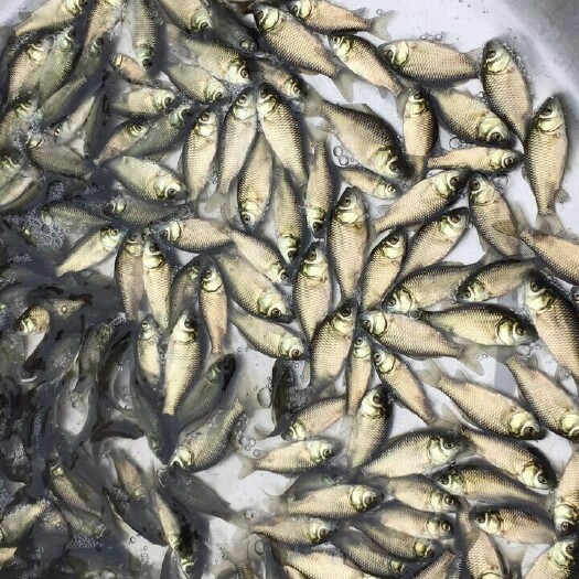 广州鲫鱼苗  彭泽鲫大板鲫中科鲫银鲫