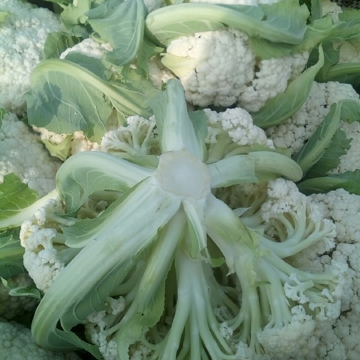 沛县白面青梗松花菜 适中 1~2斤