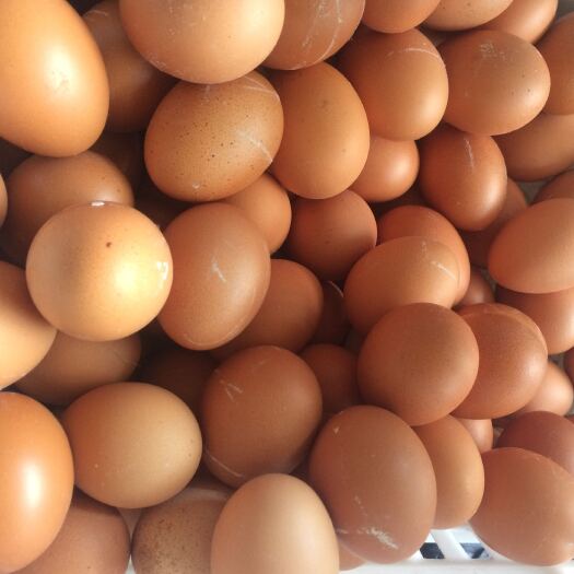 兴化市洋鸡蛋 鸡蛋大量供应 欢迎批发商 工厂 食堂采购