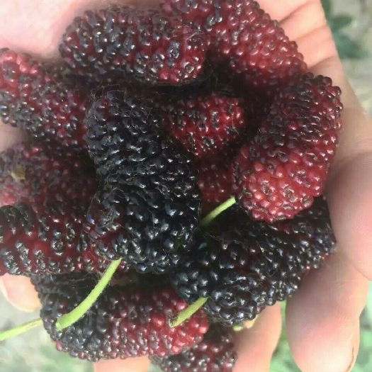红果2号桑树苗