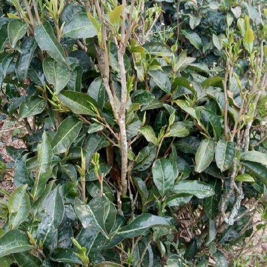 新平县野生大树茶苗 实生苗 0.5~1米 