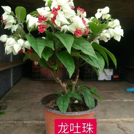 青州市蛇莓